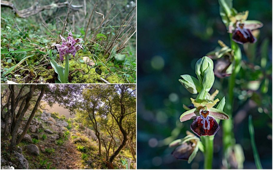 ORCHIDCULTURE: Ξεκίνησε η καταγραφή και φωτογράφιση αυτοφυών ορχεοειδών σε Κεφαλονιά και Ιθάκη (εικόνες)