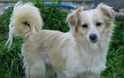 Χάθηκε σκυλάκι ράτσας Κοκόνι στο Αργοστόλι