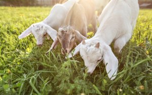 "Stop" στην είσοδο αιγοπροβάτων σε όλα τα Επτάνησα