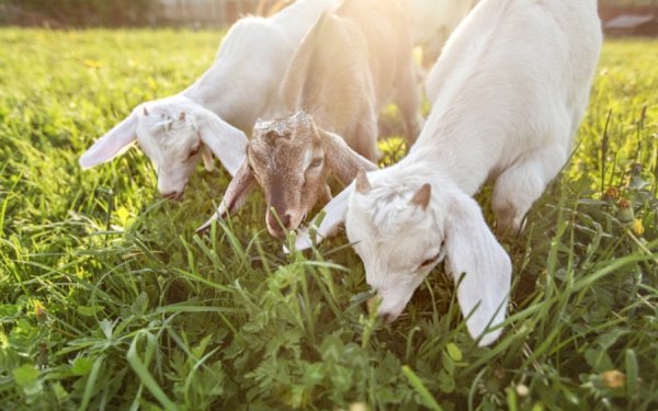 "Stop" στην είσοδο αιγοπροβάτων σε όλα τα Επτάνησα