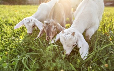 "Stop" στην είσοδο αιγοπροβάτων σε όλα τα Επτάνησα