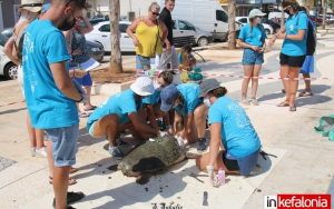 Αργοστόλι: Περιποίηση και καθαρισμός τραυματισμένων θαλάσσιων χελωνών από την ομάδα Wildlife Sense! (εικόνες)