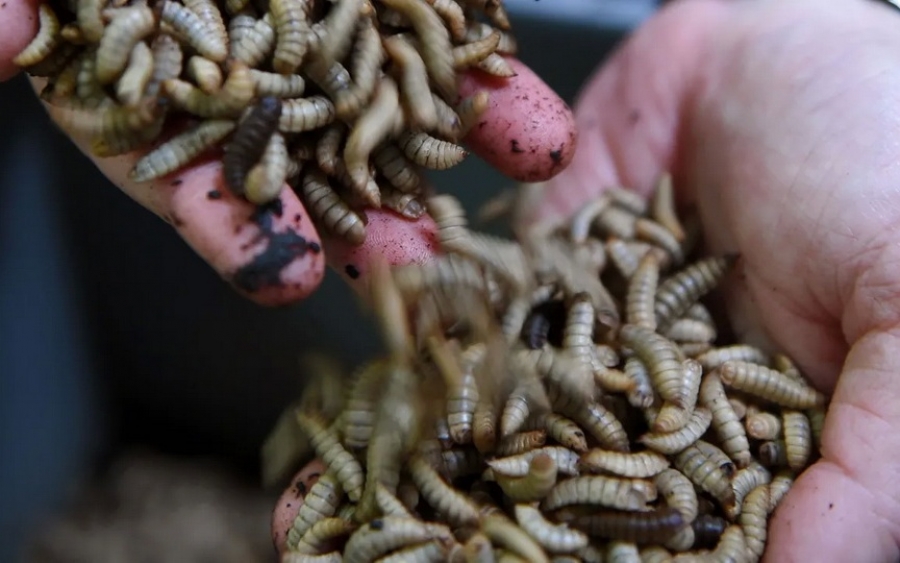 Τροφή σκύλων από έντομα κυκλοφορεί για πρώτη φορά