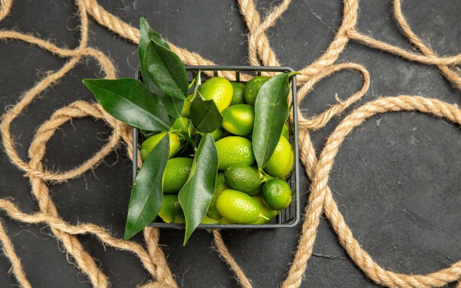 Ελαιόδιχτα: μικρές λεπτομέρειες που αλλάζουν τη ροή της συγκομιδής