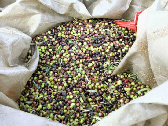 Περιζήτητο στις αγορές του εξωτερικού το βιολογικό λάδι