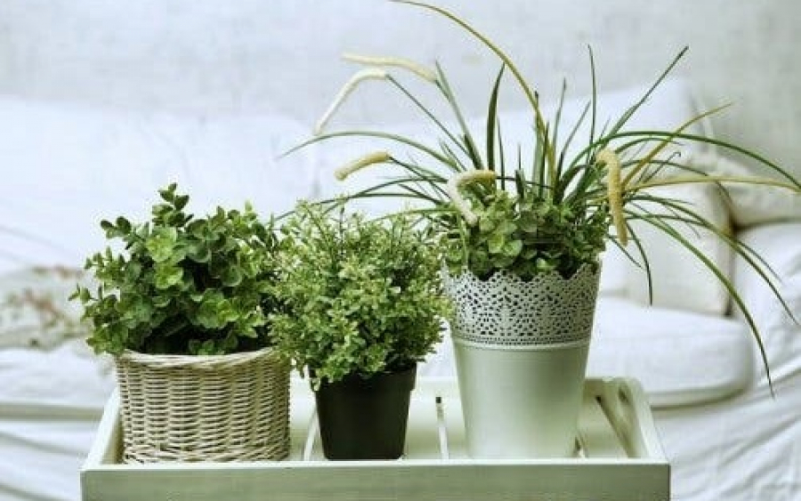 6 τέλεια φυτά για το δωμάτιό σας: Ποια είναι;