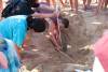Φωλιά χελώνας εν μέσω τουριστών στην Άβυθο