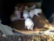 Χαρίζονται κουταβάκια Λαμπραντόρ