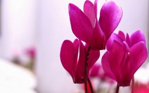 Ο «ΑΓΙΟΣ ΛΟΥΚΑΣ Ο ΙΑΤΡΟΣ» ευχαριστεί για τις χορηγίες