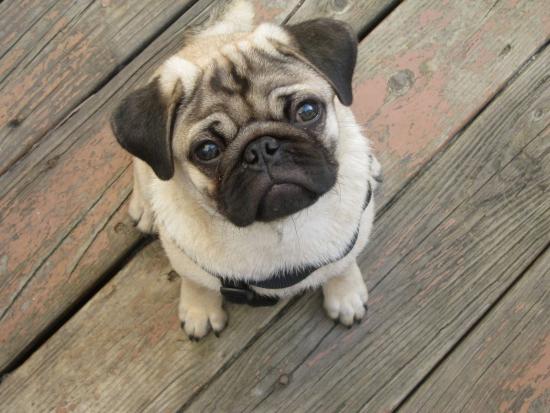 NATURA & PET : Η πιο σίγουρη λύση για την φροντίδα των ζώων σας !