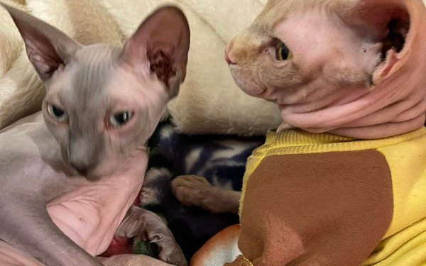 Χάθηκε γάτα στις λαϊκές κατοικίες στο Αργοστόλι