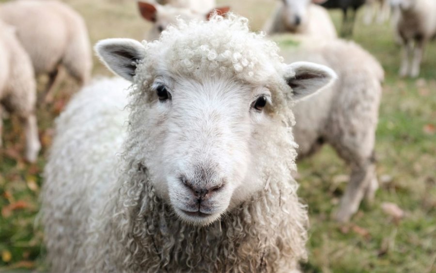 Κουρής: Ενημέρωση για κρούσματα ευλογιάς αιγοπροβάτων και οδηγίες προς τους κτηνοτρόφους