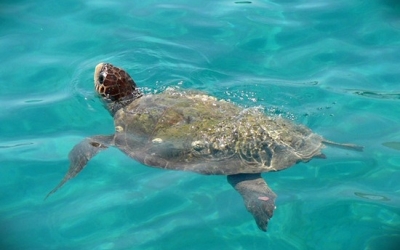 Περιφέρεια: Ενημέρωση σχετικά με την προστασία των θαλασσίων χελωνών στο Αργοστόλι