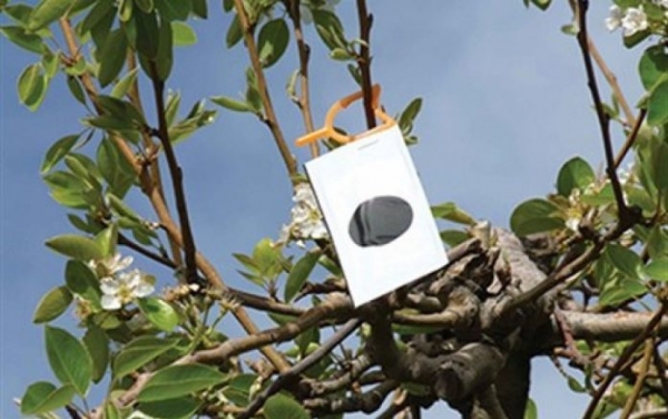 Ε.Α.Σ. : Επιδότηση «Κομφούζιο» έως 45,4€ στα Δένδρα