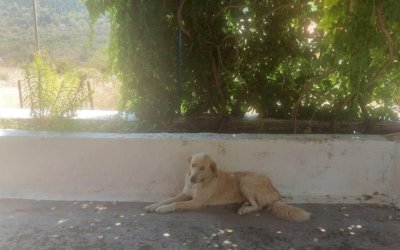 Βρέθηκε σκυλί στο Πυργί