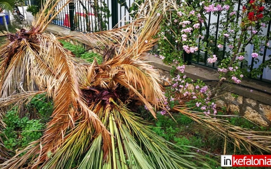 Το σκαθάρι συνεχίζει να σκοτώνει τους φοίνικες του Αργοστολίου - 4 νέα κρούσματα στην παραλιακή (εικόνες)