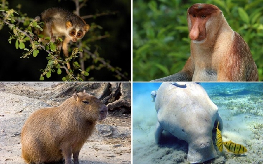 Δέκα άγνωστα ζώα πολύ παράξενα και άκρως ενδιαφέροντα