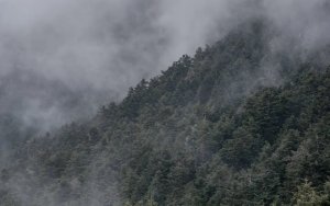 Η Φωτογραφία της Ημέρας: Τα έλατα του Αίνου