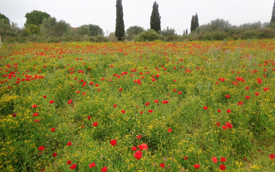 Η Άνοιξη πάντα έρχεται! (εικόνες)