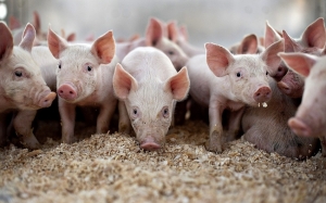 Ε.Α.Σ.: Υπουργική Απόφαση για ντόπιους Χοιροτρόφους