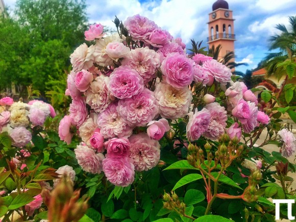 "Μοσκιά"... μια τριανταφυλλιά που σιγά σιγά χάνετε απο της αυλές μας!