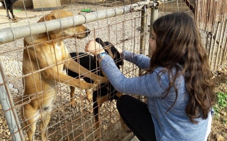 Μαθητές του 2ου Γυμνασίου Αργοστολίου πρόσφεραν χρήματα για τ’ αδέσποτα του καταφυγίου ARK