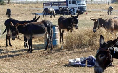 Απαγόρευση της εργασίας και της μεταφοράς των ιπποειδών σε συνθήκες καύσωνα με υπουργική εγκύκλιο