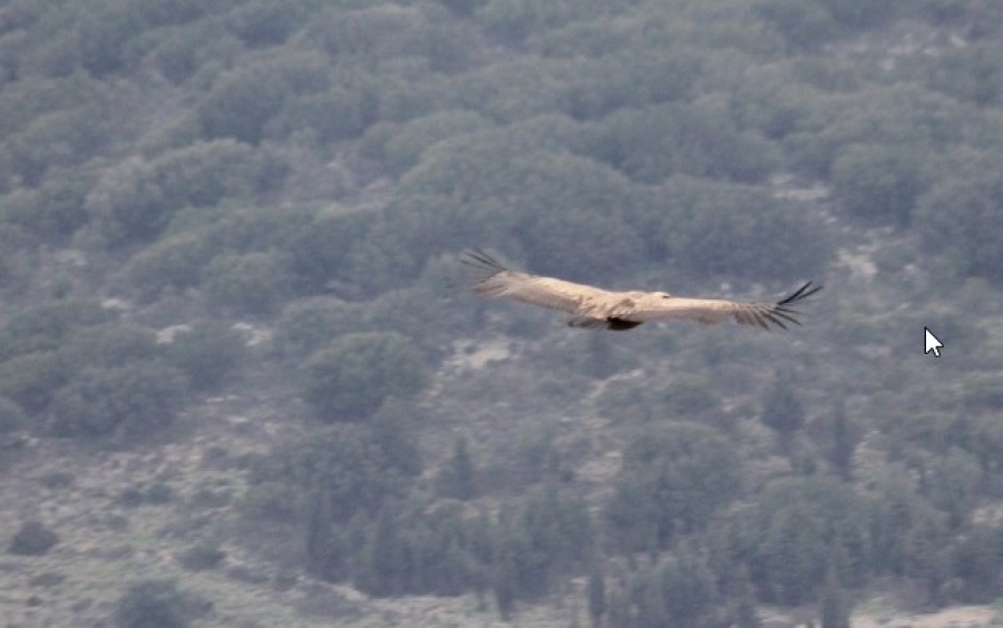 Πρώτη καταγραφή Όρνιου (Gyps fulvus) μετά από χρόνια στην Κεφαλονιά από το προσωπικό Επόπτευσης/Φύλαξης του Φορέα Διαχείρισης