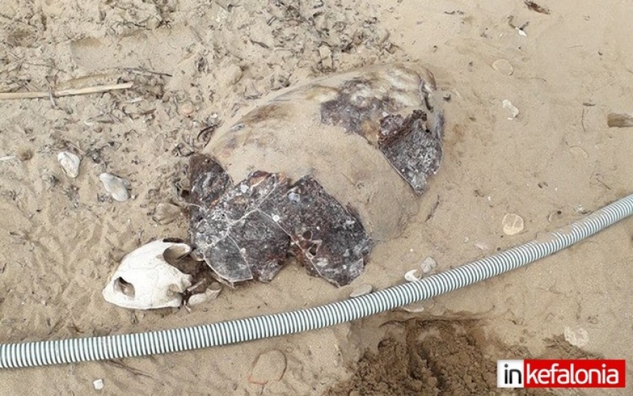 Θαλάσσια χελώνα σε πλήρη αποσύνθεση εντοπίστηκε στο Λιβάδι Ληξουρίου