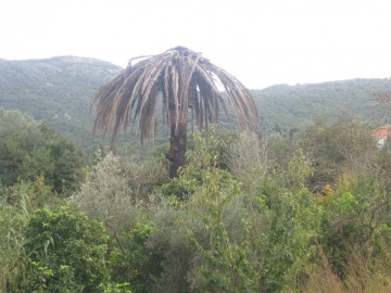 Το φονικό σκαθάρι του φοίνικα έφτασε και στα Τζαννάτα...