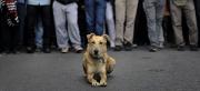 Εφυγε από τη ζωή ο «Λουκάνικος»: Ο σκύλος-σύμβολο των διαδηλωτών