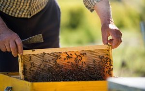 Καππάτος: Έκτακτη Οικονομική Ενίσχυση για τους Μελισσοκόμους - Σημαντική στήριξη σε ένα από τα βασικά διατροφικά προϊόντα της Κεφαλονιάς και της Ιθάκης