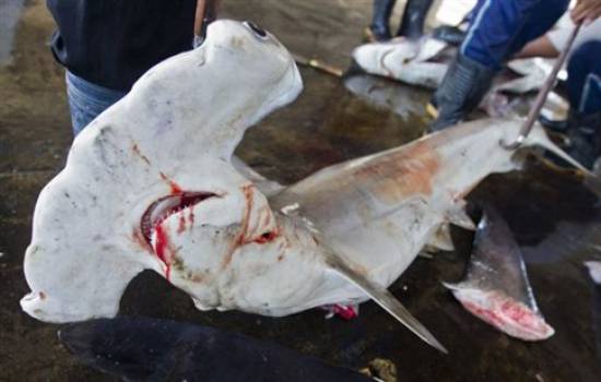 Οι καρχαρίες που σκοτώνονται κάθε χρόνο «φτάνουν τα 100 εκατομμύρια»