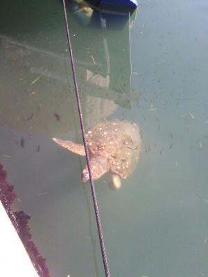Η χελώνα συνεχίζει να τραβά τα βλέμματα στο Αργοστόλι