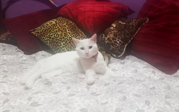 Χάθηκε στο Αργοστόλι η Χιονούλα - Δίνεται αμοιβή