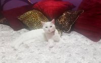 Χάθηκε στο Αργοστόλι η Χιονούλα