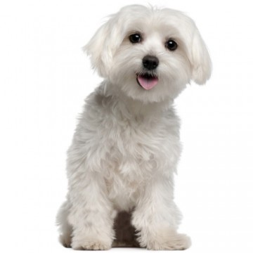 Βρέθηκε ο Νέμο από την Ασσο