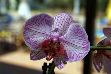 Φορέας Αίνου : Σεμινάριο με θέμα "Ορχιδέες της Κεφαλονιάς"