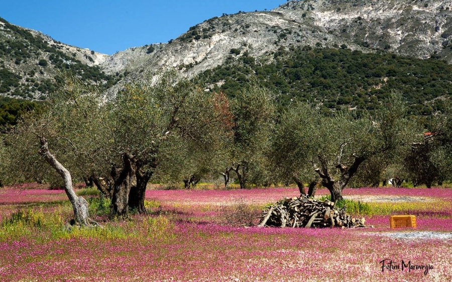 Το ροζ λιοστάσι στα Βαλσαμάτα (εικόνες)