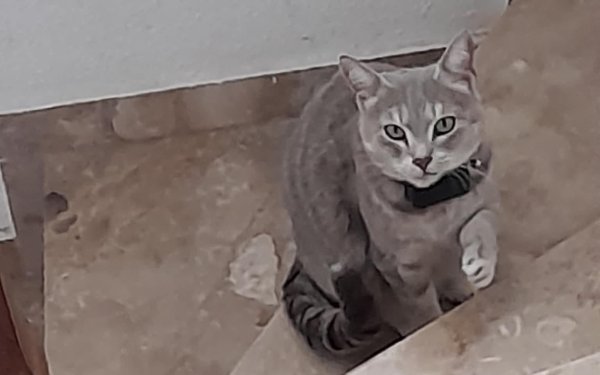 Βρέθηκε γατάκι στο Αργοστόλι - Είναι πολύ φιλικό