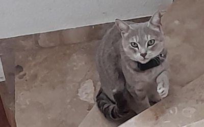 Βρέθηκε γατάκι στο Αργοστόλι - Είναι πολύ φιλικό