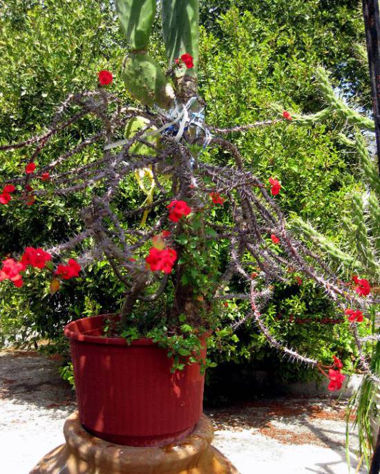 Το ακάνθινο φυτό