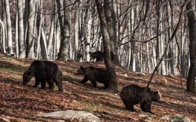 Ηρθε η άνοιξη! Ξύπνησαν οι αρκούδες στο Νυμφαίο [εικόνες]