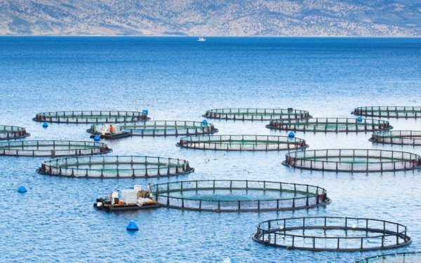 Πρόσκληση υποβολής αιτήσεων χρηματοδότησης για επιχειρήσεις που δραστηριοποιούνται στον κλάδο της Υδατοκαλλιέργειας