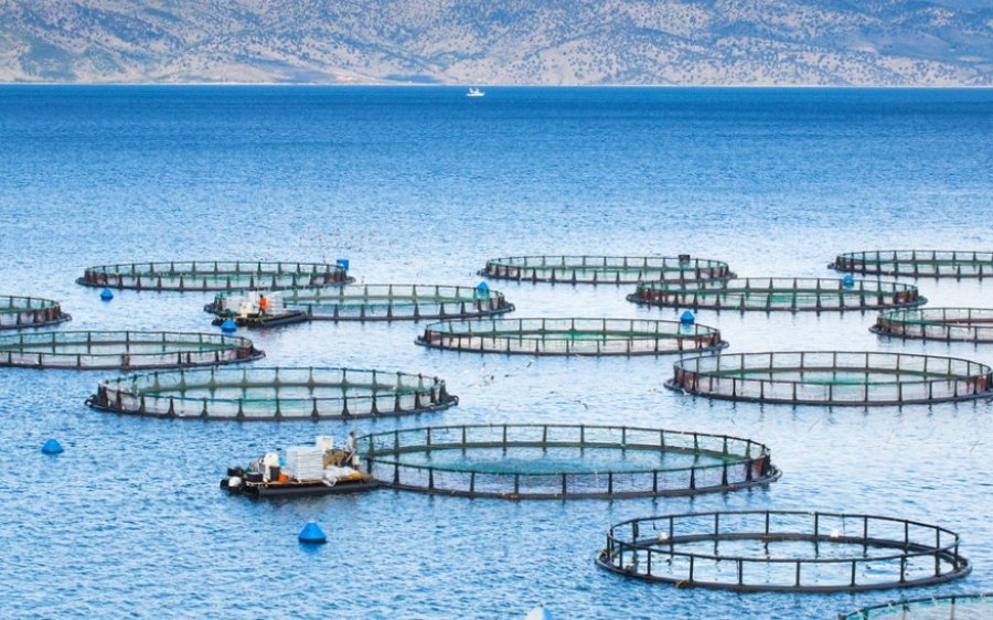 Πρόσκληση υποβολής αιτήσεων χρηματοδότησης για επιχειρήσεις που δραστηριοποιούνται στον κλάδο της Υδατοκαλλιέργειας
