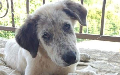 Σκυλάκια αναζητούν σπίτι για φιλοξενία - υιοθεσία