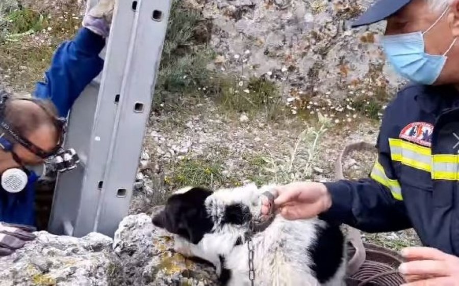 Διλινάτα: Διάσωση για σκυλάκι πεταμένο μέσα σε πηγάδι - Κινητοποίηση της Πυροσβεστικής (video)