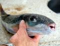 Προσοχή λαγοκέφαλοι! Επικίνδυνο προς κατανάλωση ψάρι αλιεύθηκε στην Κεφαλονιά