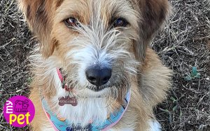 myPET: Η Νάγια υιοθετήθηκε (024)