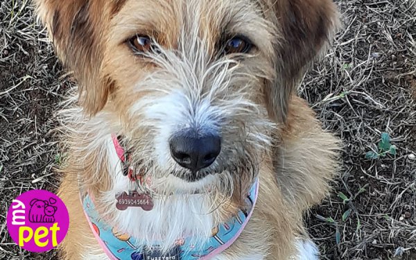 myPET: Η Νάγια υιοθετήθηκε (024)